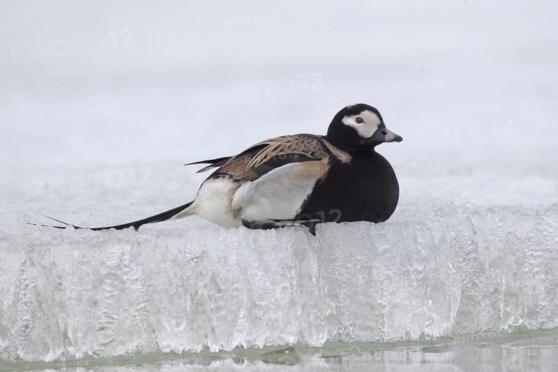 Long-tailed Duck (Clangula hyemalis) male, Alaska, USA
