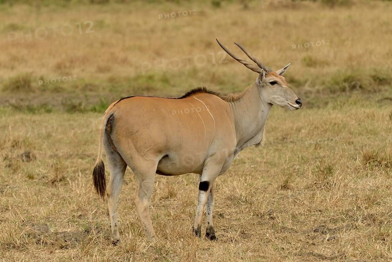 Common eland (Oryx taurotragus), Massai Mara, Serengeti, Rift Valley province, Kenya