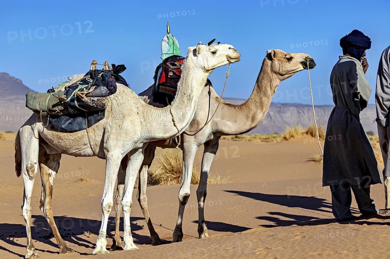 Two camels on a lead, next to them a man in traditional garb standing in the desert, Tuareg with his camel caravan in the Sahara in Algeria