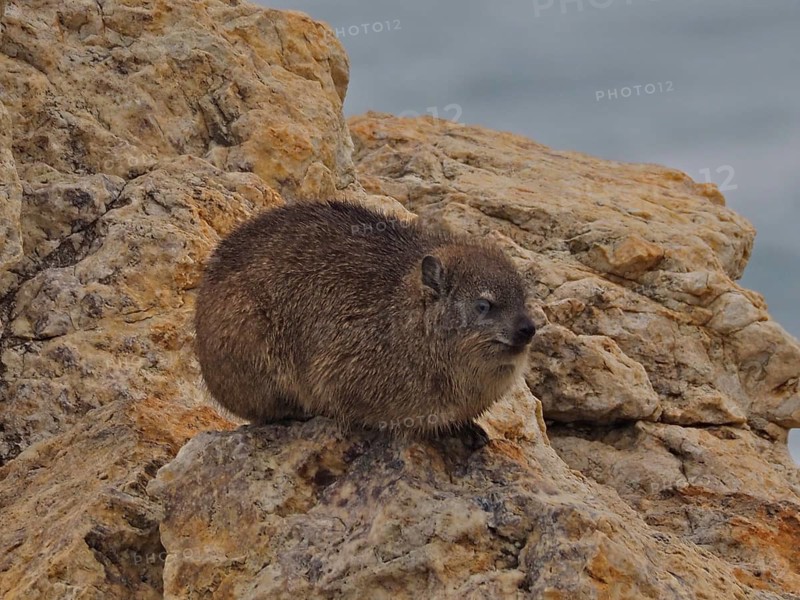 Rock hyrax (Procavia capensis)