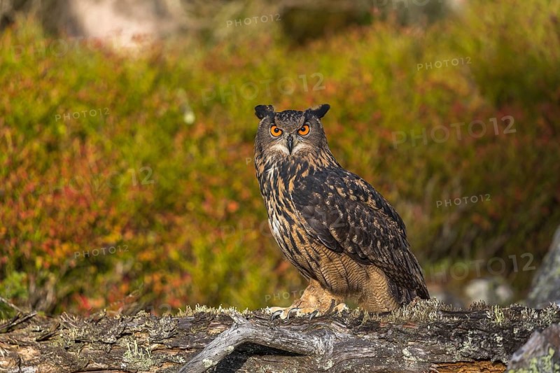 One Eurasian Eagle Owl, Bubo bubo, sitting on a fallen, moss and lichen covered grey tree stump, red and green vegetation iin the background. Early morning light