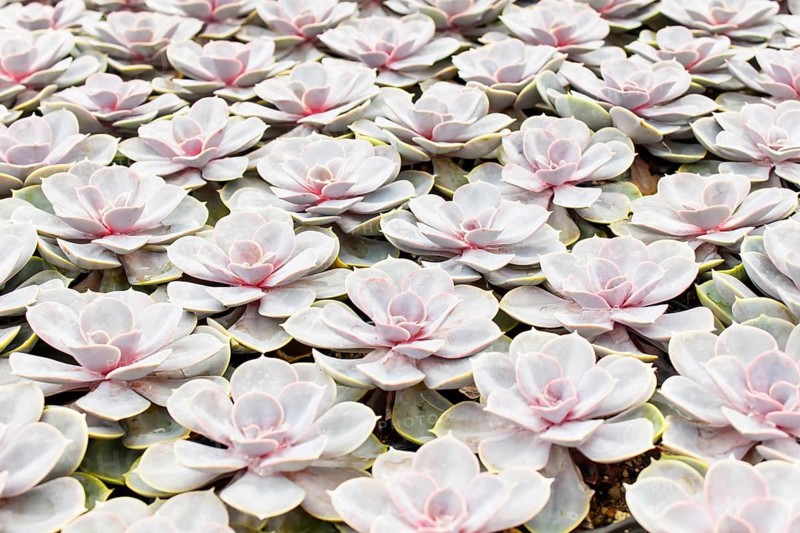 Beautiful succulent plant in greenhouse. Closeup, floral patterns, selective focus