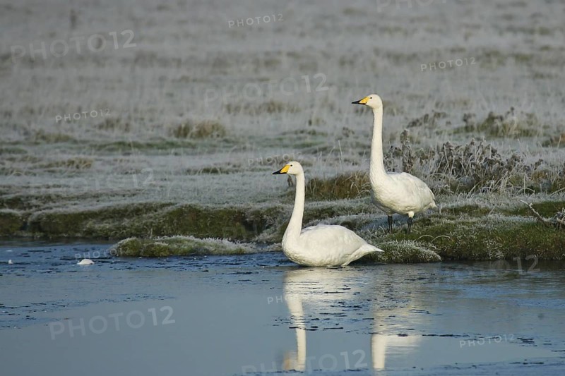 Whooper Swan (Cygnus cygnus), Schleswig-Holstein, Germany