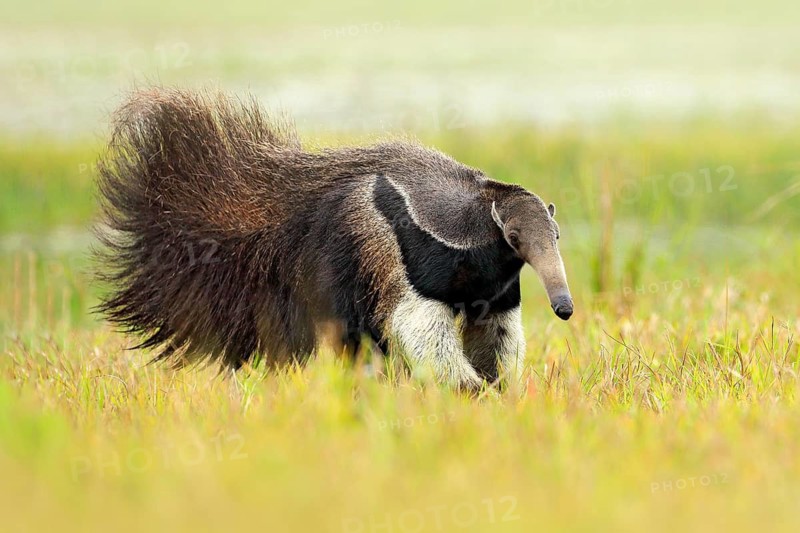 Anteater, cute animal from Brazil. Giant Anteater, Myrmecophaga tridactyla, animal long tail and log muzzle nose, Pantanal, Brazil. Wildlife scene, wild nature gress meadow. Running in pampas