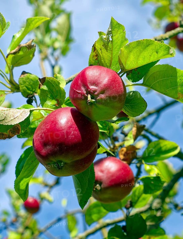 Schleswiger Erdbeerapfel, very old German apple variety, also Herbstparmäne, Saxony, Germany