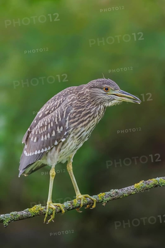 Nachtreiher, Nycticorax nycticorax Night Heron, Nycticorax nycticorax