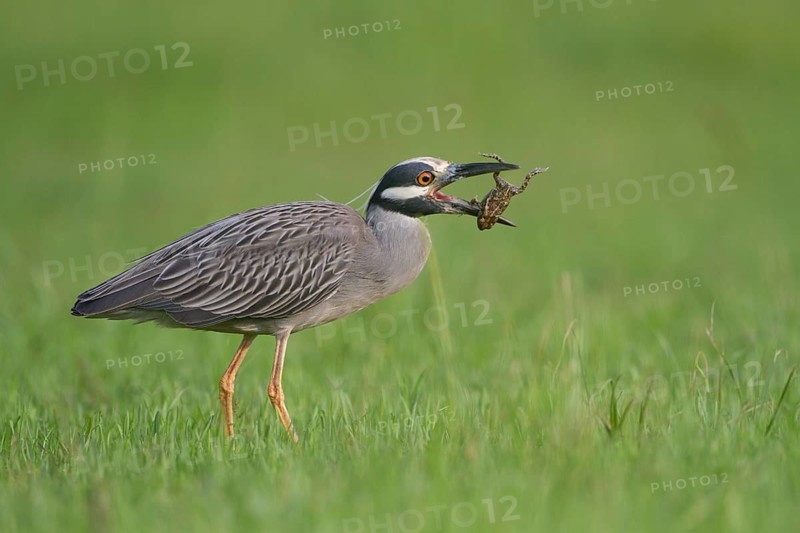 A Yellow-crowned Night Heron trying to eat a frog at Kitty Hollow County Park, Texas
