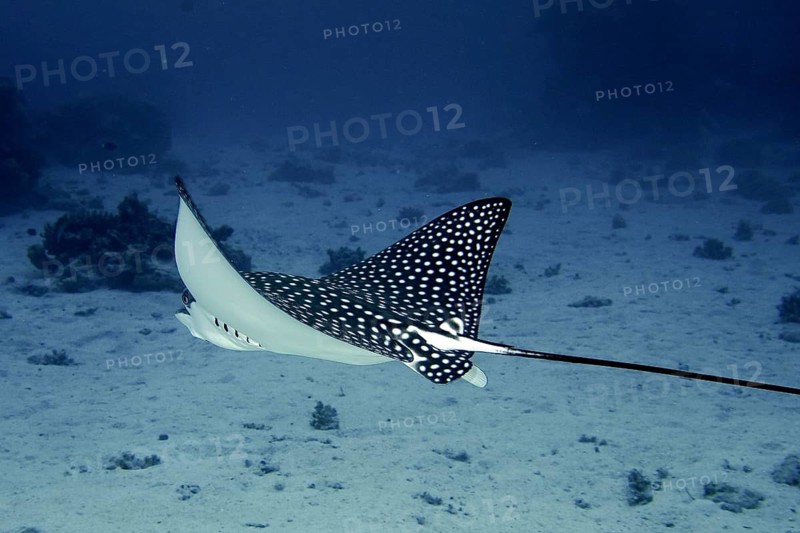 Spotted eagle ray (Aetobatus ocellatus Aetobatus narinari)