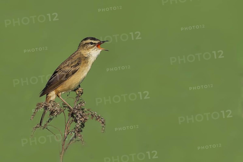 Schilfrohrsänger (Acrocephalus schoenobaenus) Sedge Warbler