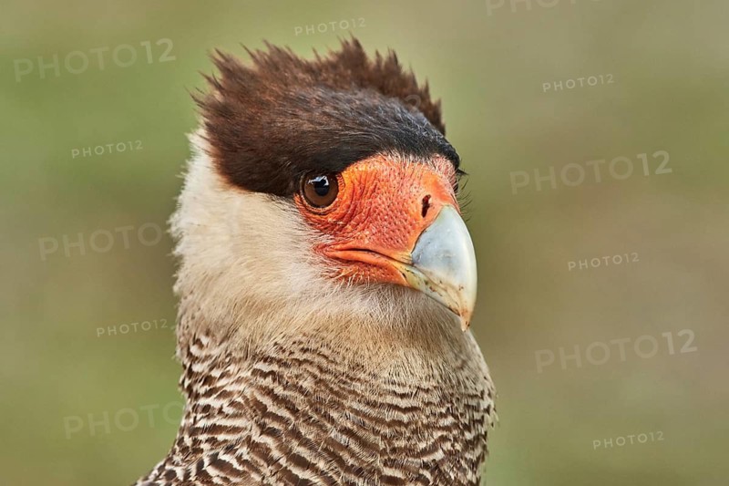 Southern Crested Caracara (Caracara plancus), Brazil