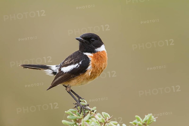 European Stonechat - Schwarzkehlchen - Saxicola torqatus ssp. rubicola, Morocco, adult male
