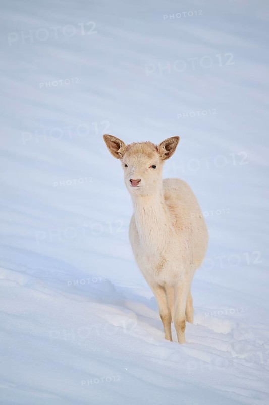 European fallow deer (Dama dama) doe fawn on a snowy meadow in the mountains in tirol, Kitzbühel, Wildpark Aurach, Austria