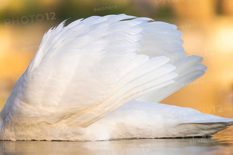 Mute swan (Cygnus olor) swimming on a lake, Bavaria, Germany