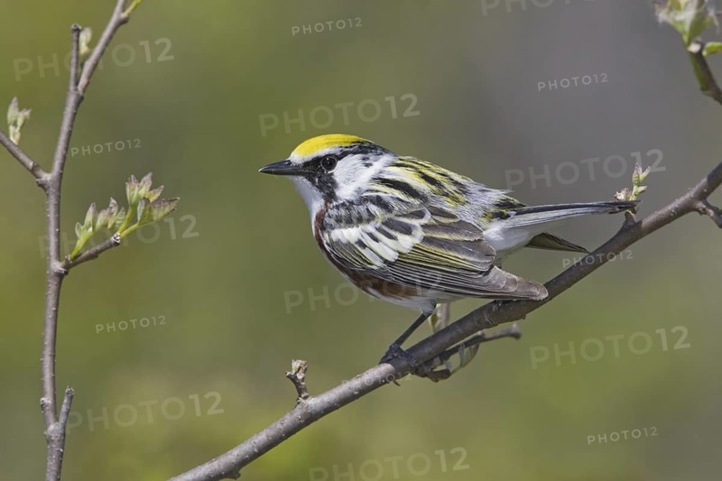 Chestnut-sided Warbler (Setophaga pensylvanica), Ontario, Canada
