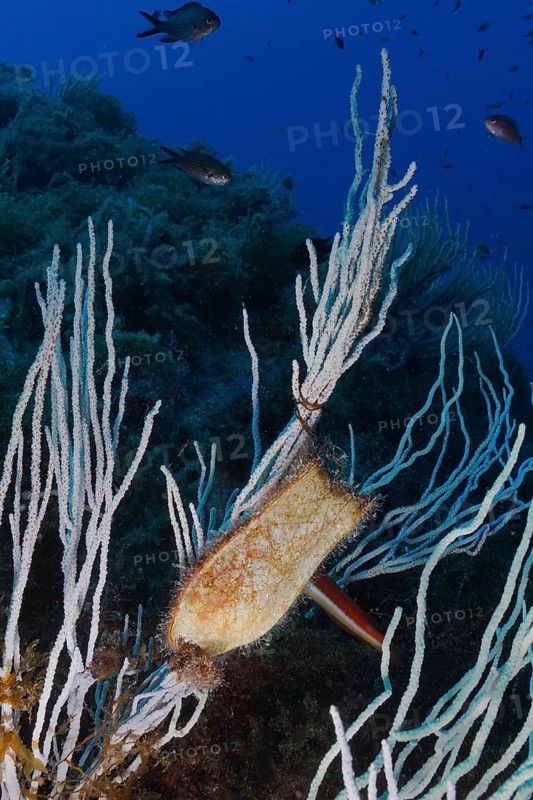 Large spotted catshark (egg capsule) (Scyliorhinus stellaris)