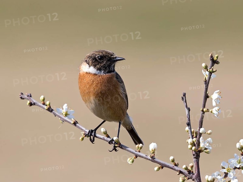 European Stonechat (Saxicola rubicola) male, United Kingdom