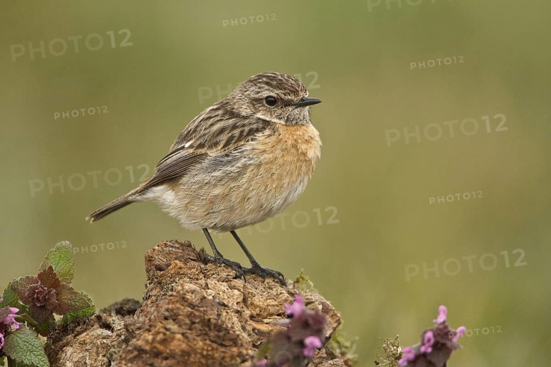 European Stonechat (Saxicola rubicola) female, Rhineland-Palatinate, Germany