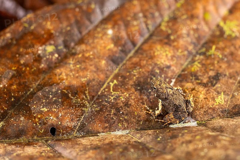 Dart frog (Diasporus diastema), frogs (Rana), Costa Rica