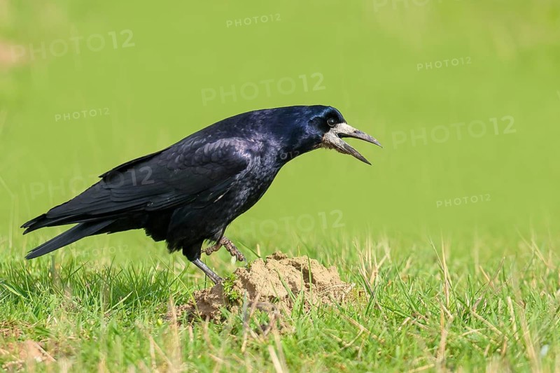 Rook (Corvus frugilegus), adult bird, standing in a meadow, nature reserve on the Rhine, Bieslicher insel, old Rhine arm, near Xanten, Lower Rhine, Wesel district, one of the few floodplain landscapes in Germany, in winter, wildlife, nature photography, bird, raven. Raven birds, North Rhine-Westphalia, Germany