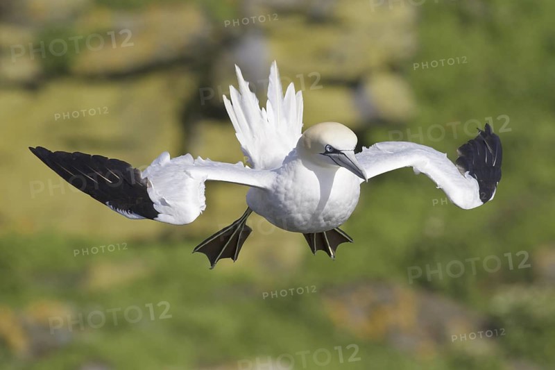 Northern Gannet (Morus bassanus) flying, Newfoundland, Canada