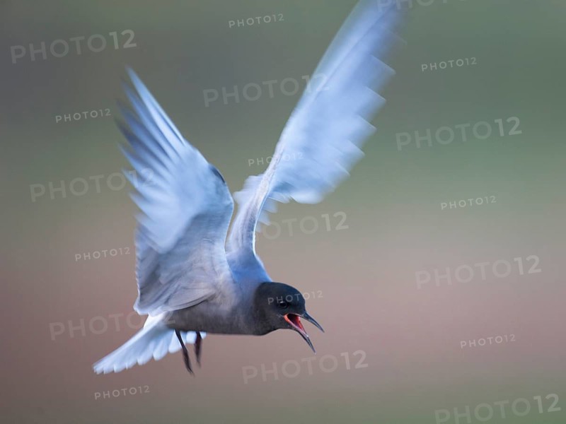 Black Tern (Chlidonias niger) calling in flight, Mecklenburg-Western Pomerania, Germany