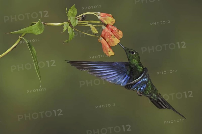 Great Sapphirewing (Pterophanes cyanopterus) male flying and feeding at a flower, Ecuador