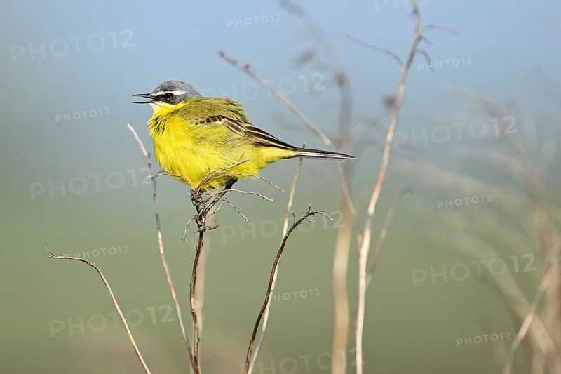 Yellow wagtail (Motacilla flava), male sits singing on a thin blade of grass, singing station, Lake Neusiedl National Park, Seewinkel, Burgenland, Austria