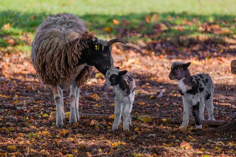 A female Jacob sheep (Ovis ammon F. aries) with two lambs stands in a meadow on fallen leaves and cares for one of the lambs