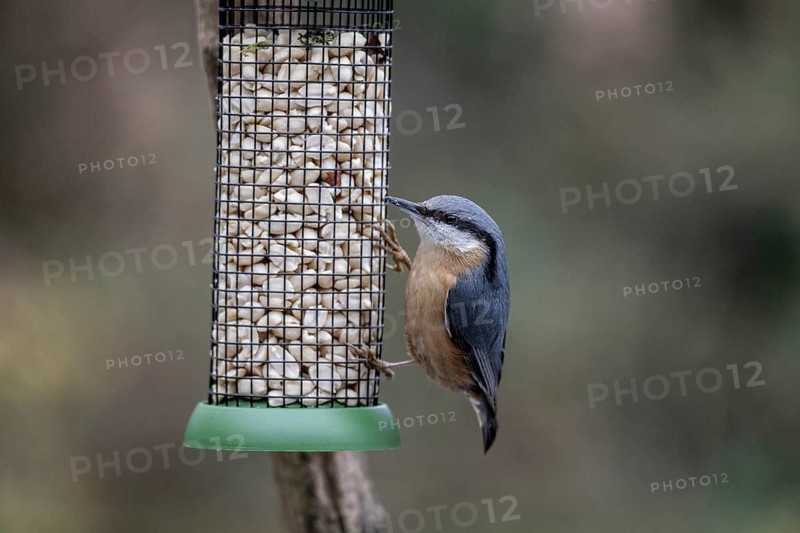 Nuthatch (Sitta europaea) at the feeder, Emsland, Lower Saxony, Germany
