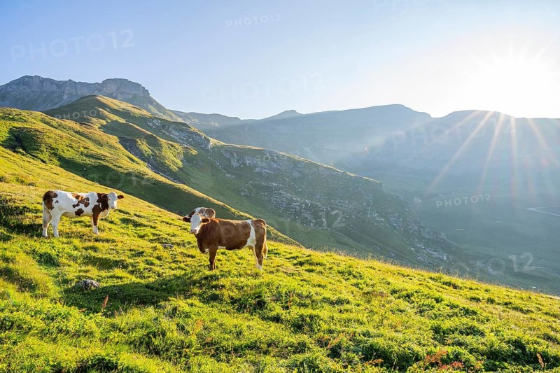 Cattle (Bos taurus) at sunrise in the Mountains at Hochalpenstraße, Pinzgau, Salzburg, Austria