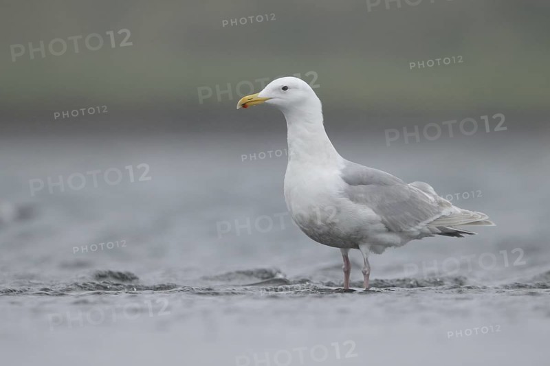 Glaucous-winged Gull (Larus glaucescens), Alaska, USA
