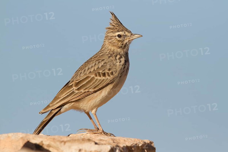 Thekla Lark (Galerida theklae), Morocco