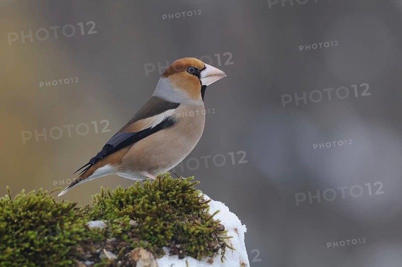 Hawfinch (Coccothraustes coccothraustes), Lower Saxony, Germany