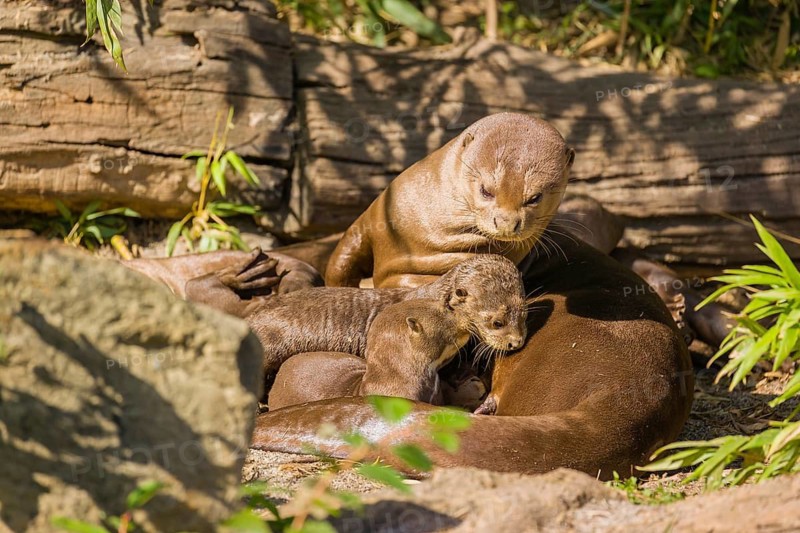 A female giant otter or giant river otter (Pteronura brasiliensis) nurses her young and plays with them