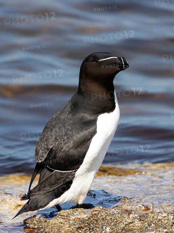 Razorbill (Alca torda) on a cliff, Gotland, Sweden