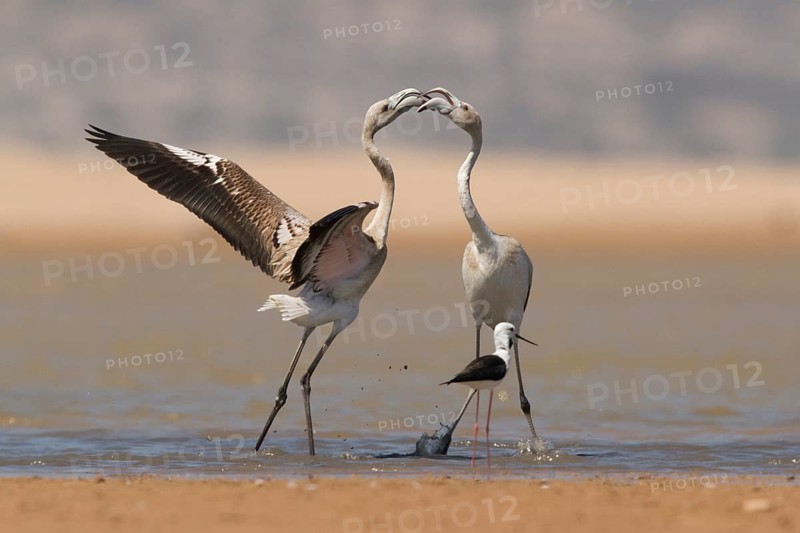 Greater Flamingo (Phoenicopterus roseus), Morocco