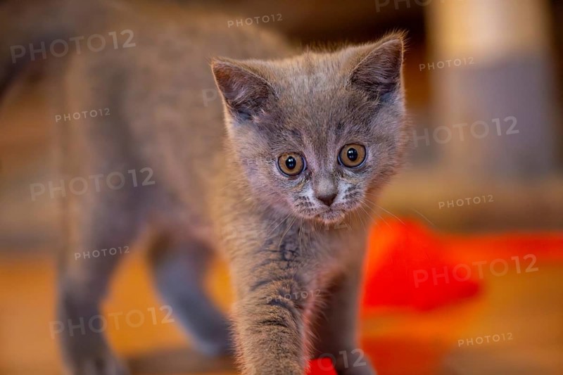 Close-up of a twelve-week-old BKH kitten (British Shorthair)