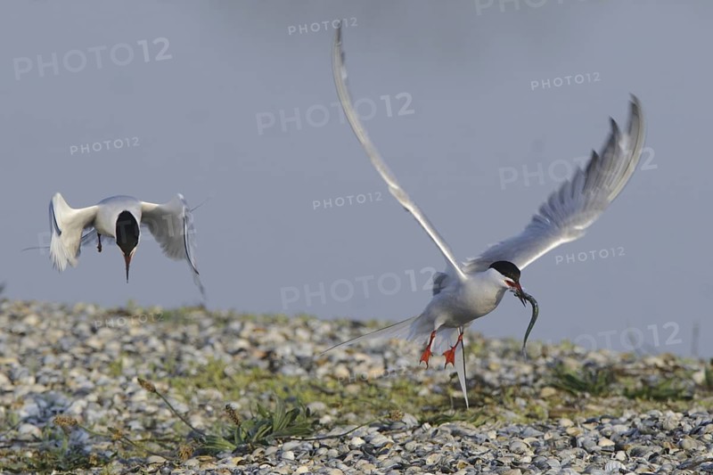 Common Tern (Sterna hirundo) flying, Texel, Netherlands