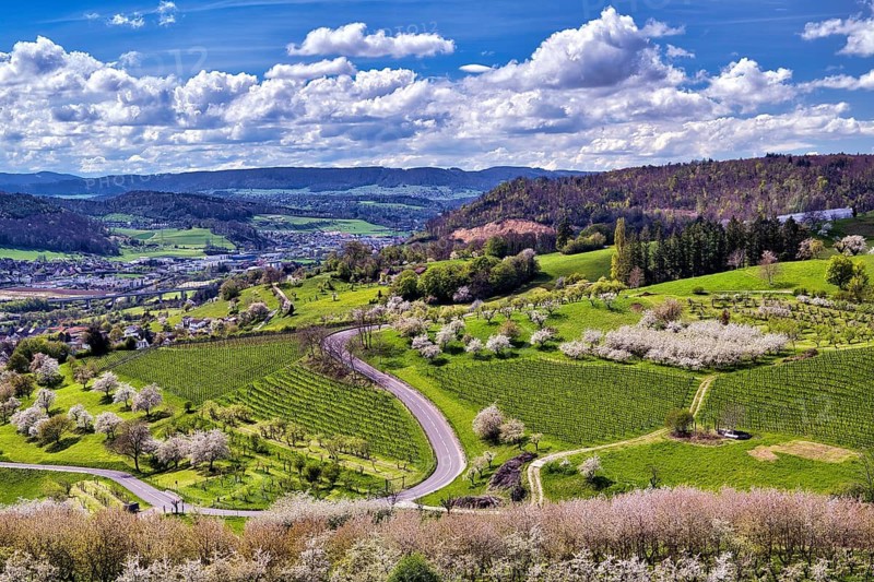 Cherry trees in bloom in a hilly landscape, Sissach, Canton Basel-Landschaft, Switzerland
