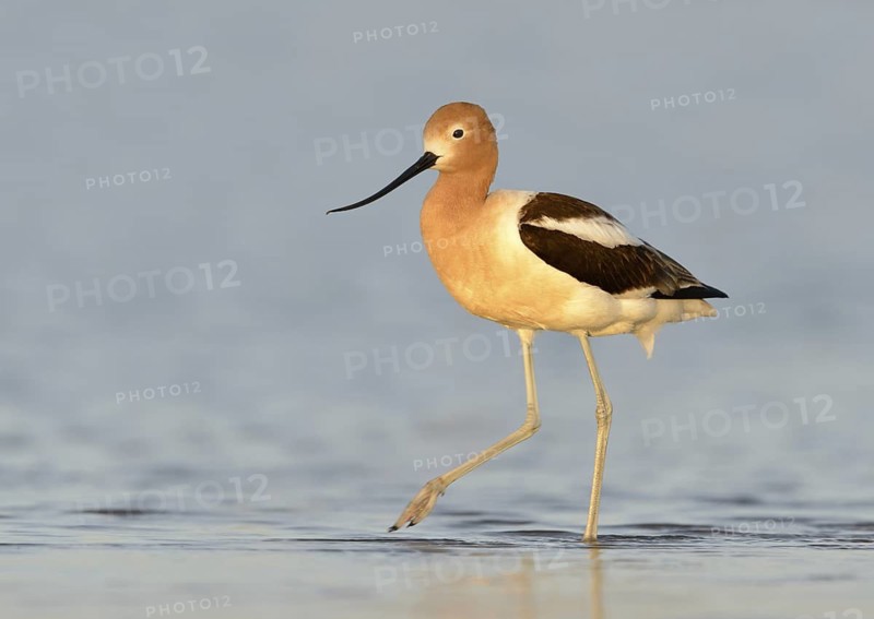 American Avocet (Recurvirostra americana), Texas, USA
