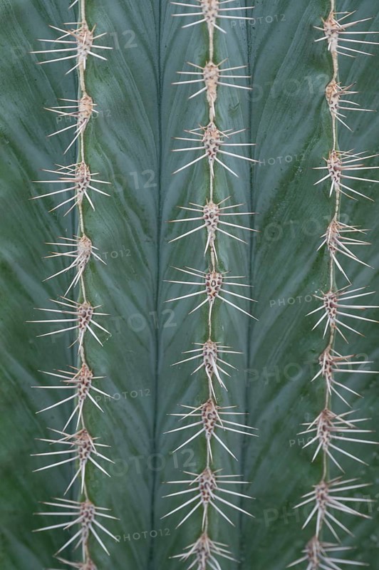 Detail of columnar cactus (pachycereus pringlei), Botanical Garden, Erlangen, Middle Franconia, Bavaria, Germany