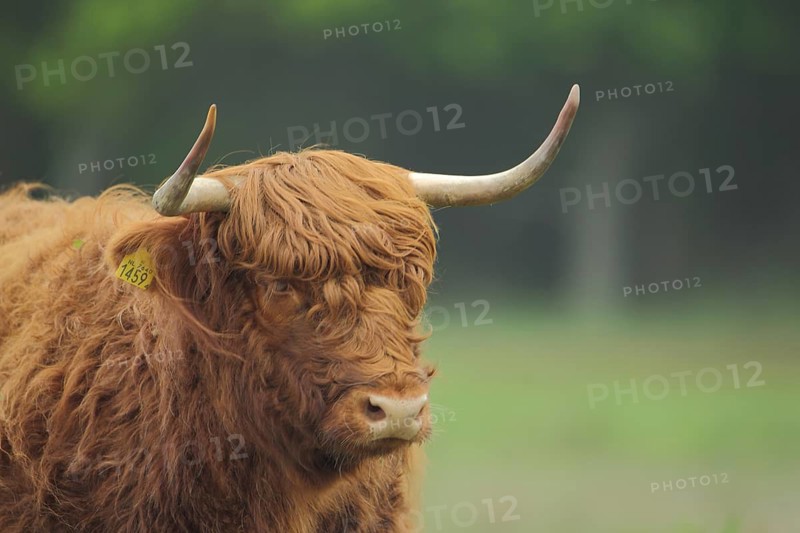 Portrait of Highland cattle, domestic cattle (Bos taurus), head with horns and live ear tag number, shaggy long brown coat, identification, mark, number, Nationaal Park Duinen, Texel, North Holland, Netherlands
