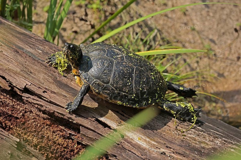Ornate tortoise (Trachemys scripta elegans)