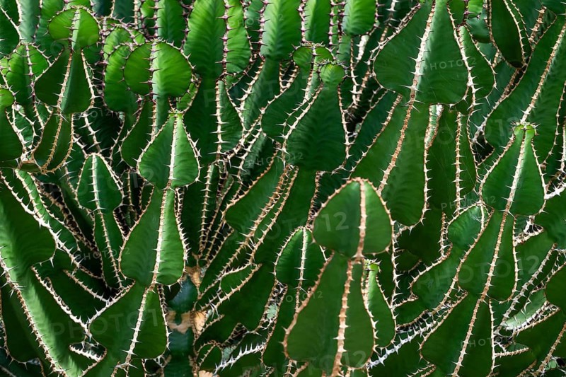 Euphorbia, Princess of Wales Conservatory, Royal Botanic Gardens (Kew Gardens), UNESCO World Heritage Site, Kew, Greater London, England, United Kingdom