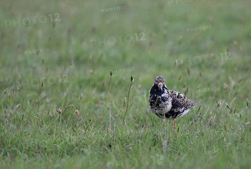 Ruff (Philomachus pugnax) in a meadow, Texel, North Holland, Netherlands