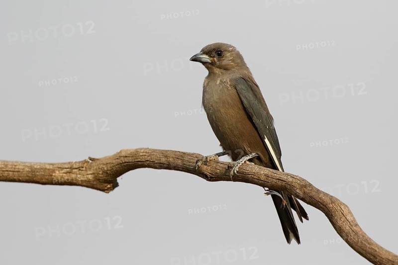 Dusky Woodswallow (Artamus cyanopterus) subadult perched on a branch, Victoria, Australia
