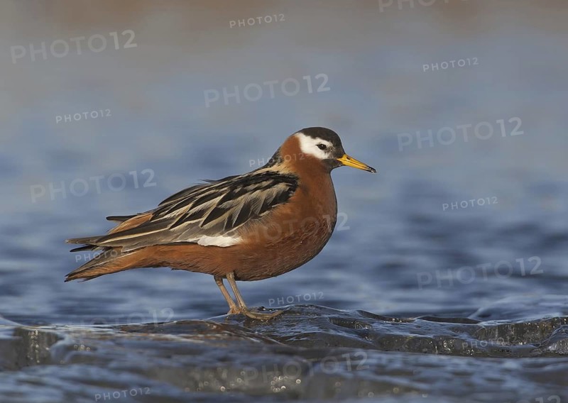 Red Phalarope (Phalaropus fulicarius) female, Alaska, USA