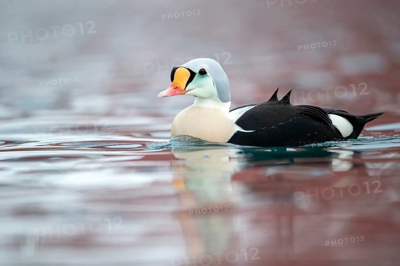 King Eider (Somateria spectabilis) male, Norway