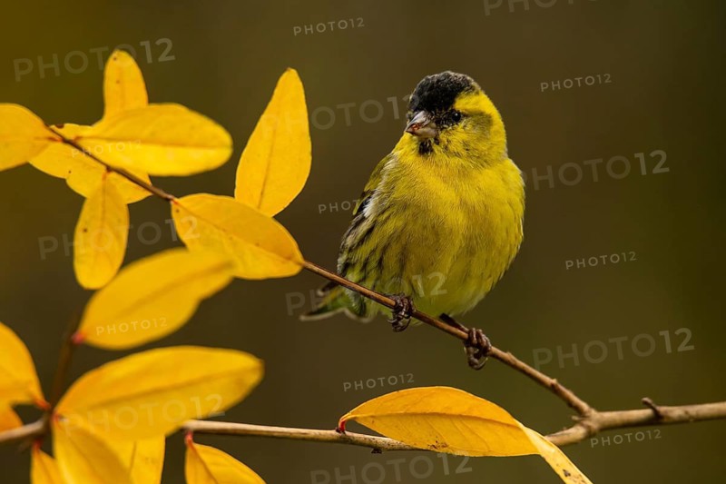 A vibrant Eurasian siskin, Spinus spinus, sitting on a twig surrounded by bright yellow foliage, capturing a serene moment in the natural habitats of Andalucia