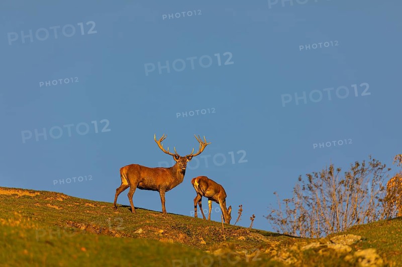 One Red Deer stag (Cervus elaphus) standing on a hill crest, calling. Late light with a blue sky behind and a doe next to him